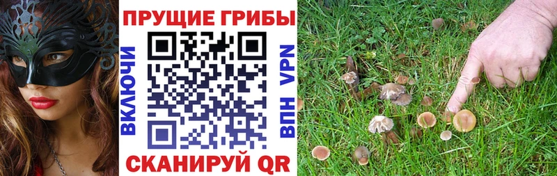 Галлюциногенные грибы Magic Shrooms  Купить где  Ряжск 